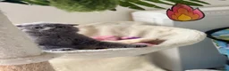 Scottish Fold cats for sale: Scottish Fold & straight Kittens PRICE -NEGOTIABLE - Advert 16
