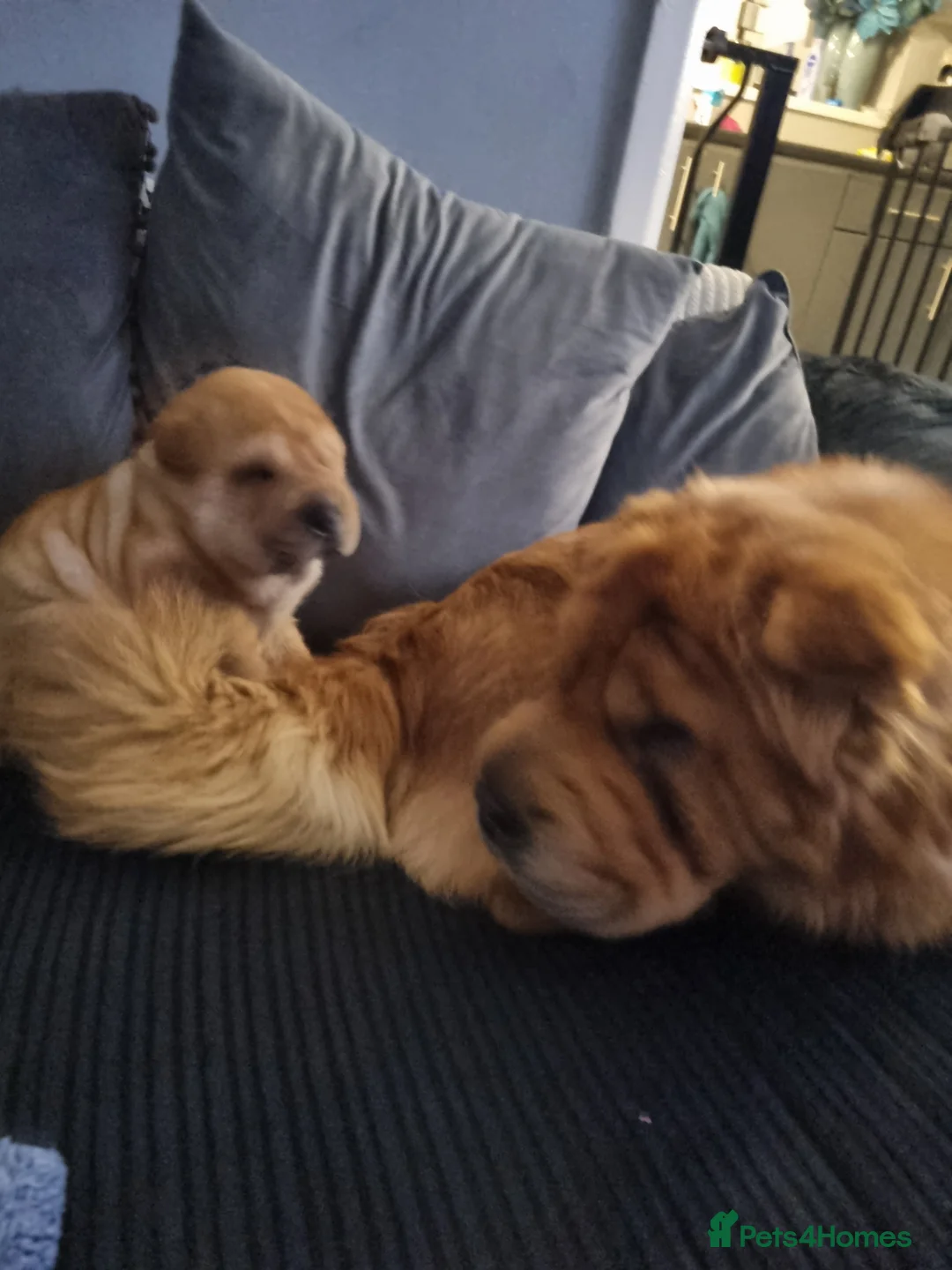 Shar Pei dogs for sale: Puppy for sale  - Advert 4