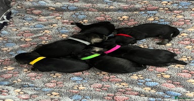 Miniature Schnauzer dogs Beautiful KC miniature Schnauzers  - Advert 3