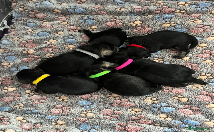 Miniature Schnauzer dogs - Advert 4