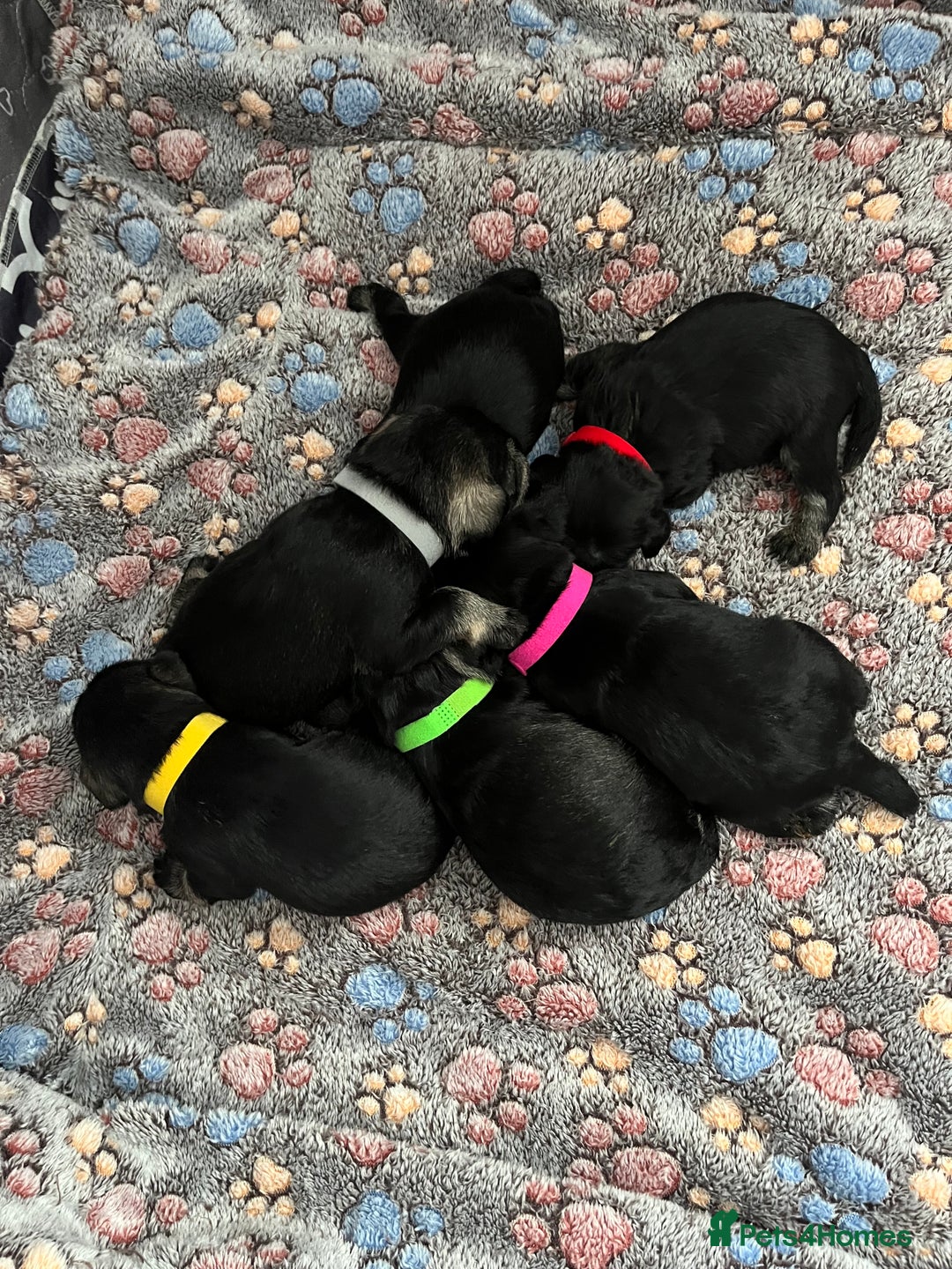 Miniature Schnauzer dogs for sale: Beautiful KC miniature Schnauzers  - Advert 1