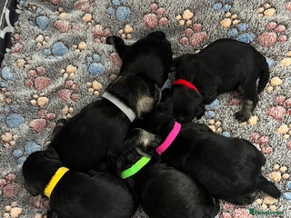 Miniature Schnauzer dogs - Advert 1