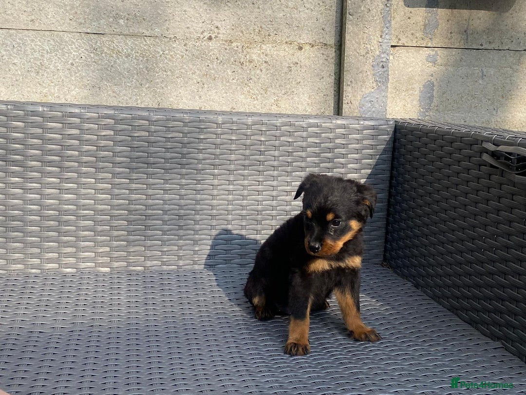 Rottweiler dogs for sale: Beautiful Rottweilers - Image 10