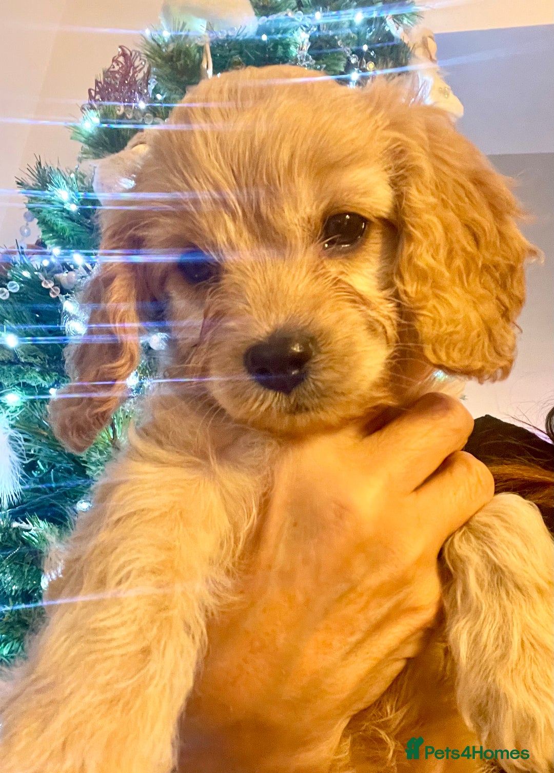 Cavapoo dogs for sale: F1 Cavapoo - Advert 25