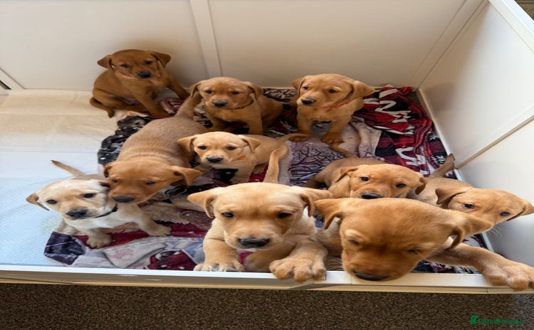 Labrador Retriever dogs - Advert 2