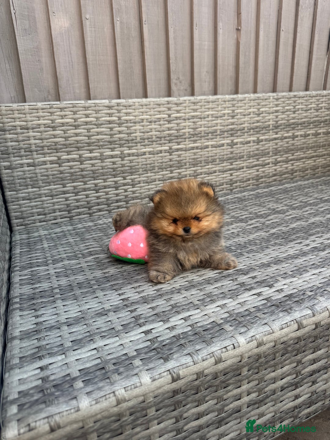Pomeranian dogs for sale: LOOKING FOR THEIR FOREVER HOME ❤️ - Image 4