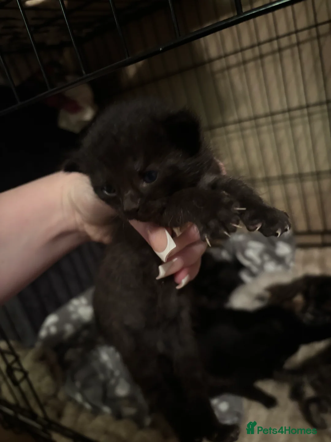 Mixed Breed cats for sale: mixed breed kittens for sale  - Advert 5