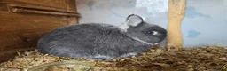 Netherland Dwarf rabbits for sale: Netherland dwarf kits  fully vaxxed *read ad* - Advert 7