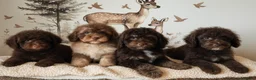 Mixed Breed dogs for sale: Luxury Miniature Poodle Puppies Licensed Breeder  - Advert 5