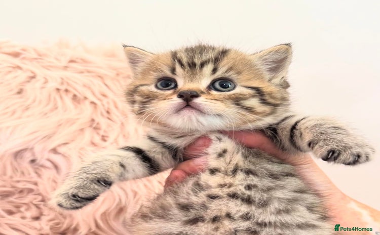 British Shorthair cats - Advert 15