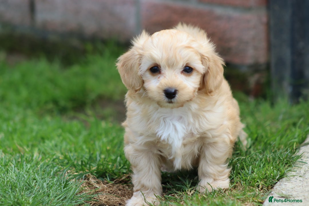Cavapoochon dogs for sale: Beautiful Cavapoochon boy for sale - Image 9