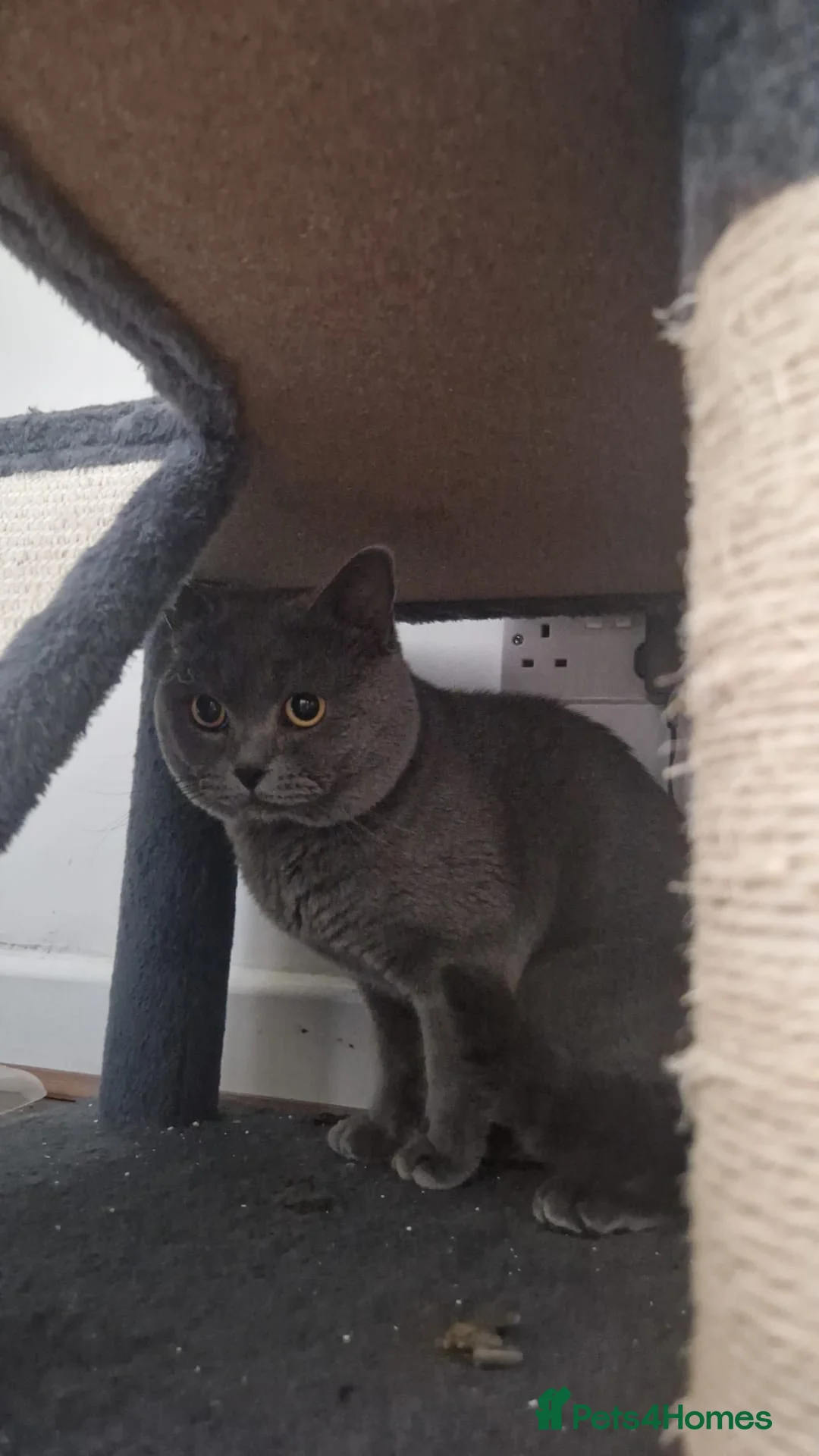 British Shorthair cats for sale: British shorthair kittens last 3 in Crewe - Advert 2