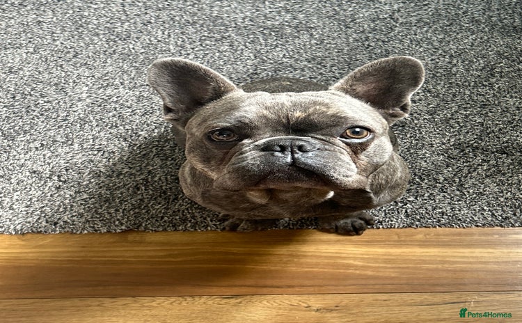French Bulldog dogs - Advert 7