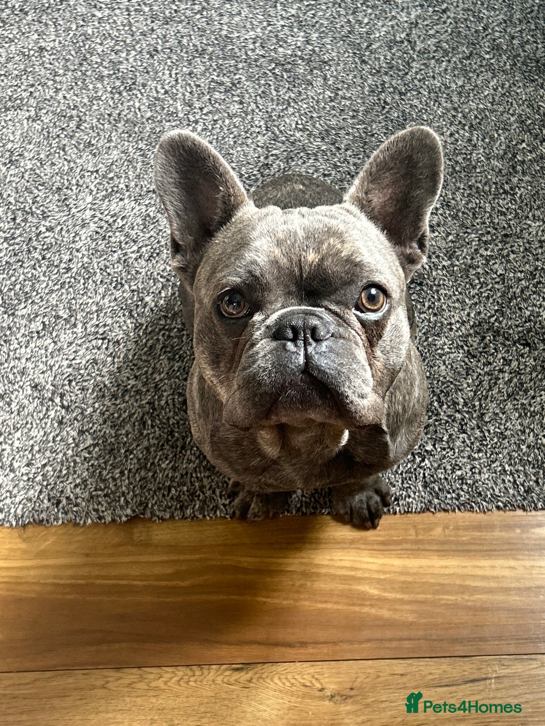 French Bulldog dogs for stud: frenchbulldog for stud   - Advert 1