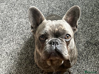 French Bulldog dogs - Advert 3