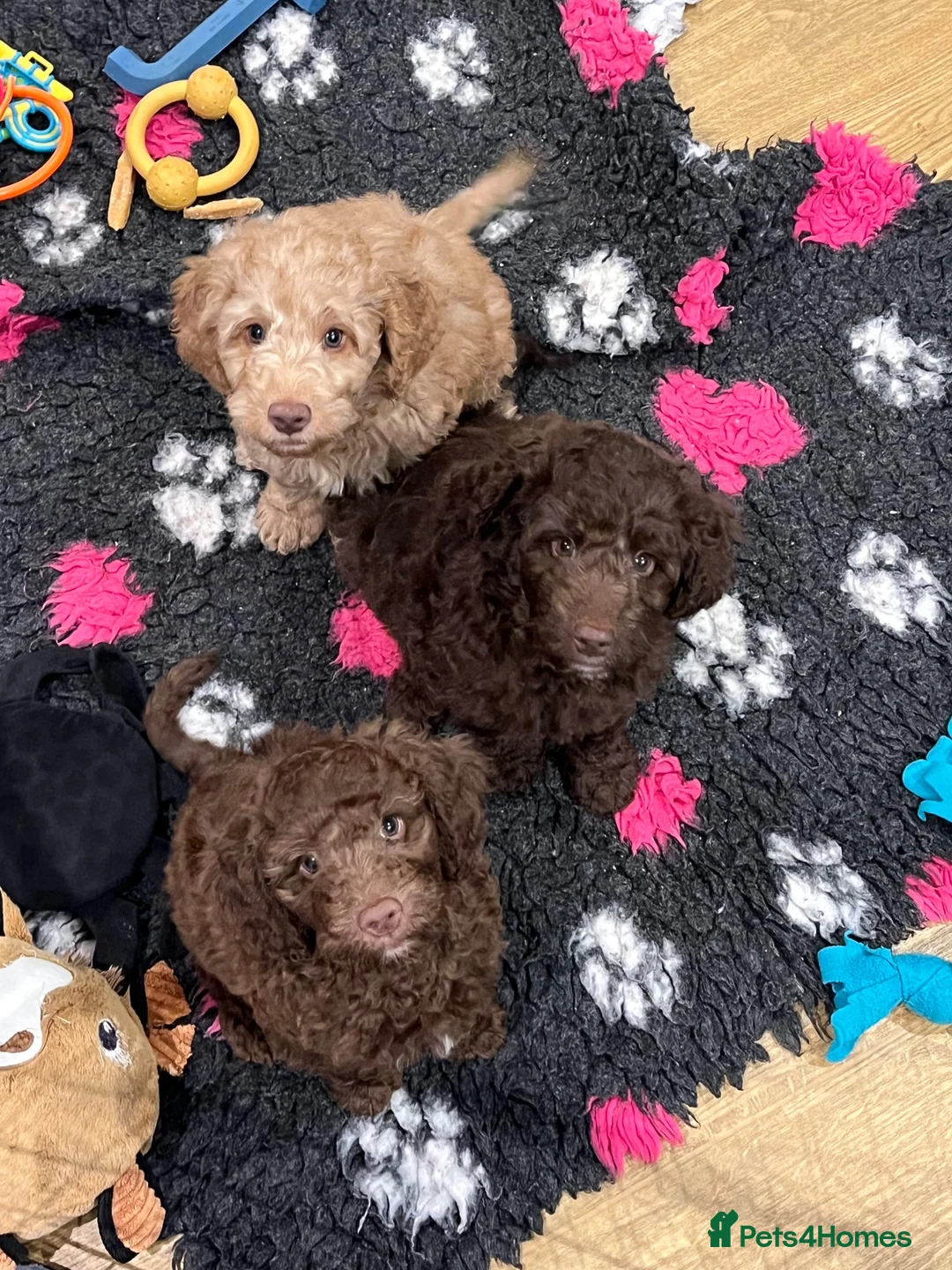 Goldendoodle dogs for sale: Gorgeous Goldendoodle males - ready now! in Taunton - Advert 1