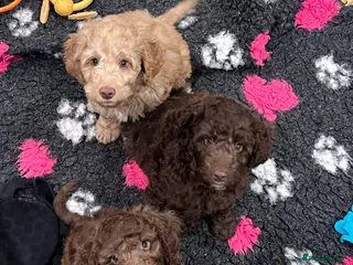 Goldendoodle dogs Ready Now - Goldendoodle males - Advert 1