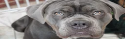 Cane Corso dogs for sale: Loving girl needing home asap - Advert 1