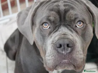 Cane Corso dogs Loving girl needing home asap - Advert 1