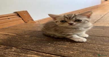 British Shorthair cats - Advert 13
