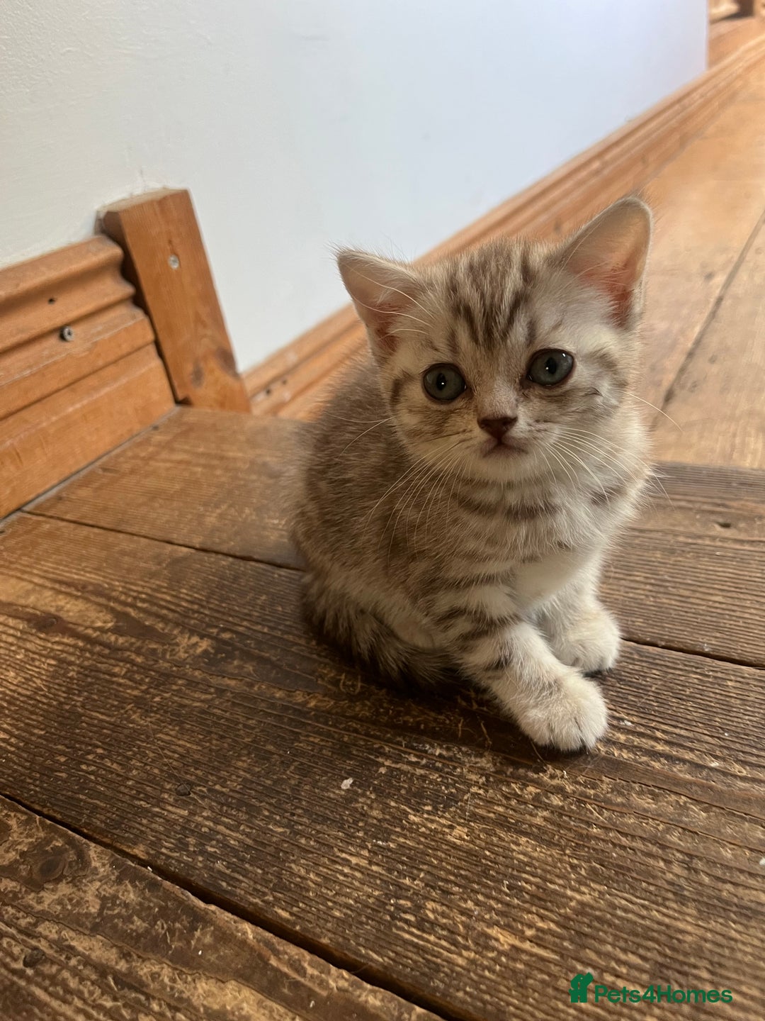 British Shorthair cats for sale:  Beautiful and gentle British shorthair kittens - Image 1