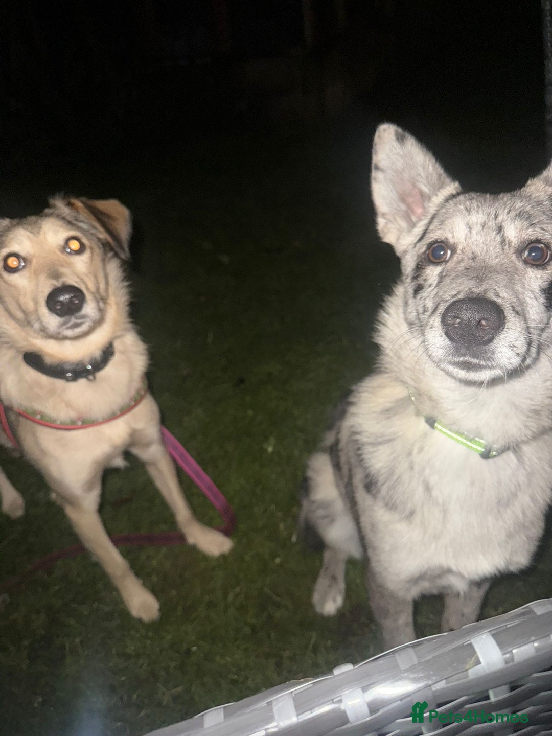 Mixed Breed dogs for adoption: 💙🐶 NICK(8 month) & ❤️🐶 MAILY (1 year)  - Advert 4