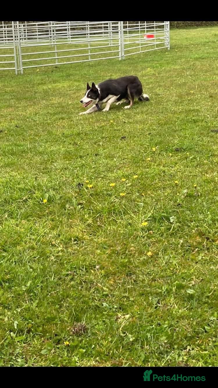 Border Collie dogs Stunning Border collie puppies ISDS reg - Advert 1