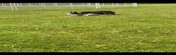 Border Collie dogs for sale: Stunning Border collie puppies ISDS reg - Advert 1