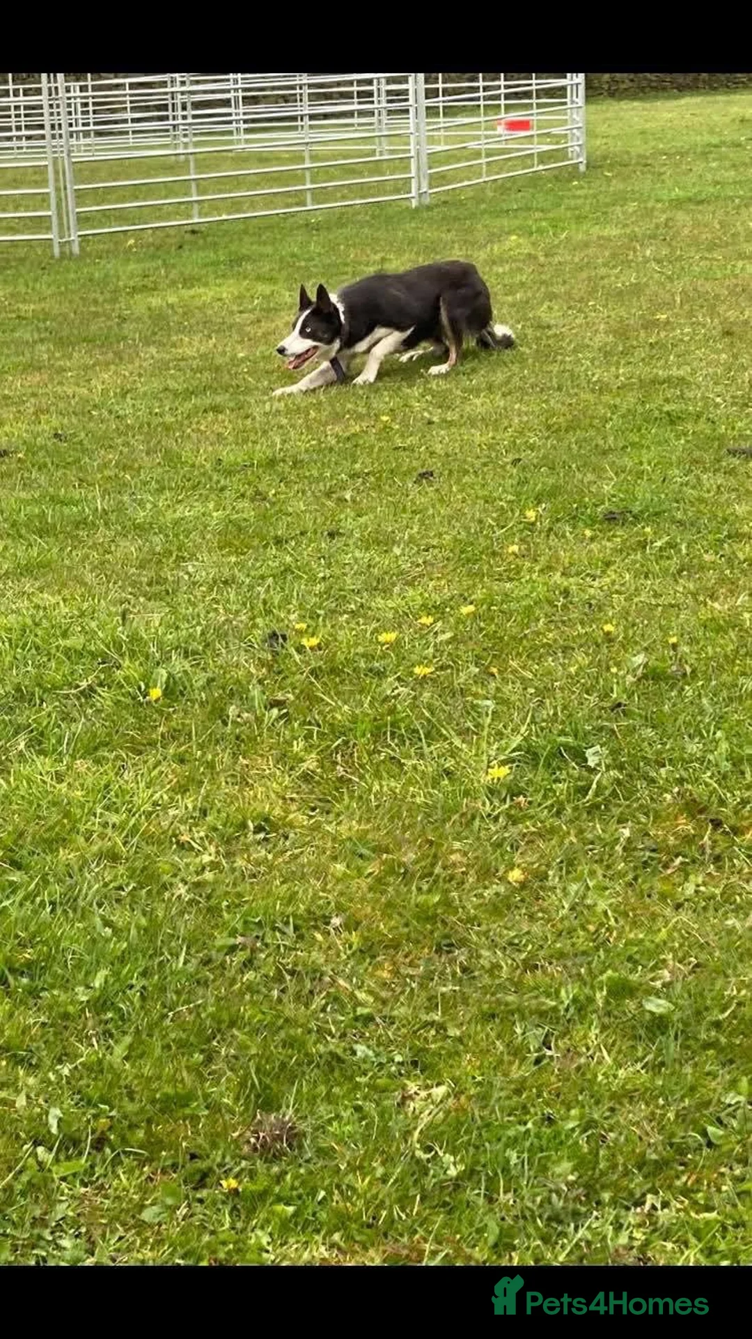Border Collie dogs for sale: Stunning Border collie puppies ISDS reg - Advert 1