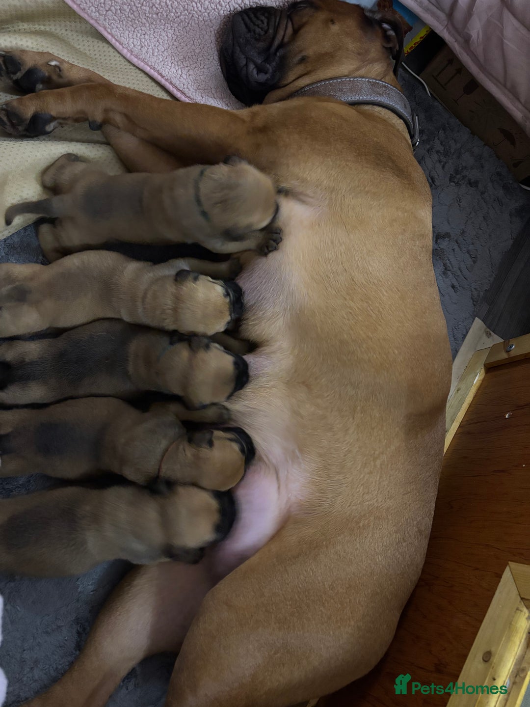 Bullmastiff dogs for sale: Beautiful litter of KC Reg bullmastiff puppies - Advert 3