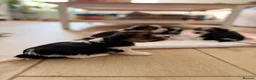 Yorkshire Terrier dogs for sale: Beautiful Tri-Colour Biewer Yorkshire Terrier Pupp - Advert 15
