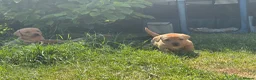 Borador dogs for sale: Fox Red Labrador  Cross Border Collie  in Wellington - Advert 9