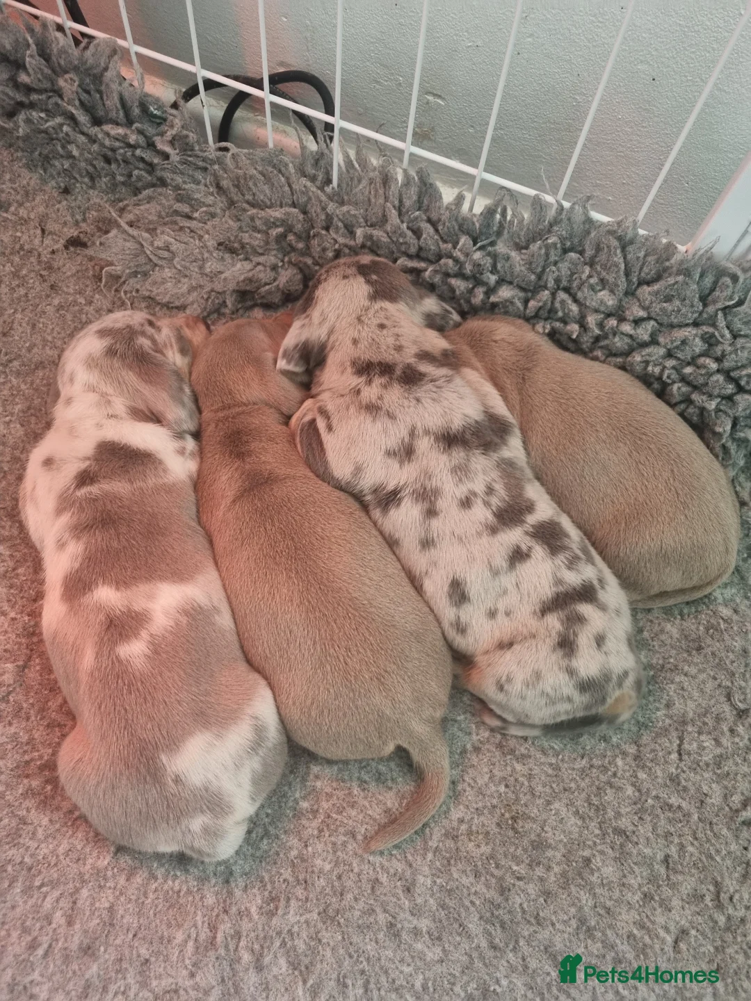 Dachshund dogs for sale: Miniature smooth daschund pups - Advert 6