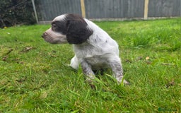 Cocker Spaniel dogs for sale: WORKING COCKER SPANIELS ..DNA CLEAR - Image 20