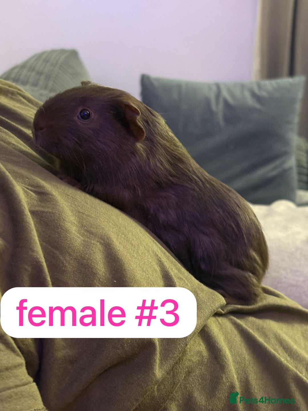 Guinea Pig rodents for sale: Beautiful baby Guinea pigs  - Advert 2