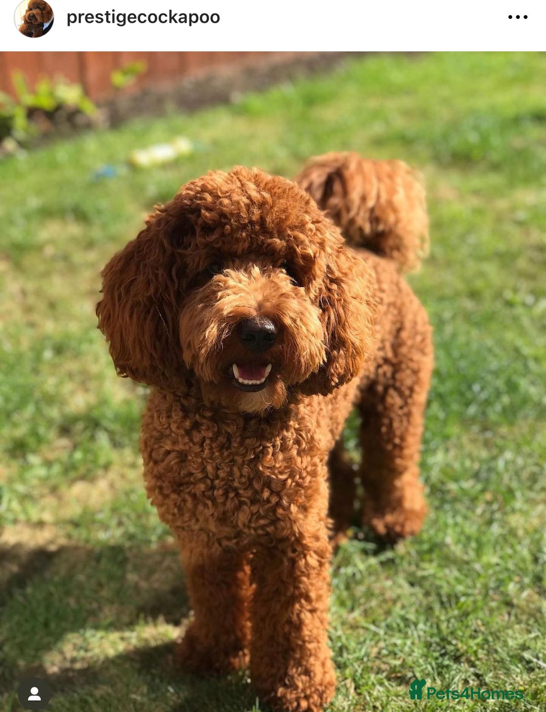 Cockapoo dogs for sale: Extensively Health Tested F1b cockerpoo Puppies  - Image 14