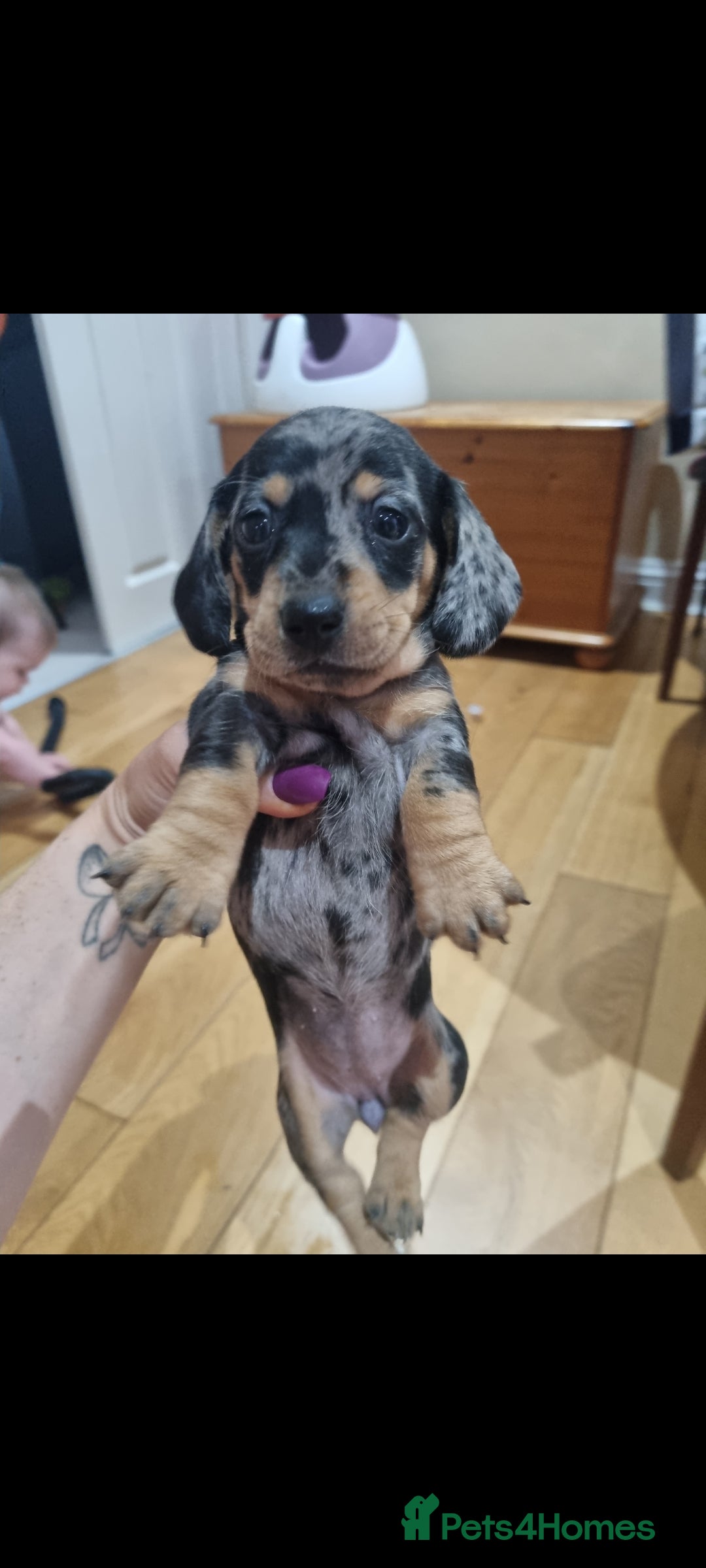 Dachshund dogs for sale: Miniture Silver Dapple Dachshunds - Advert 12