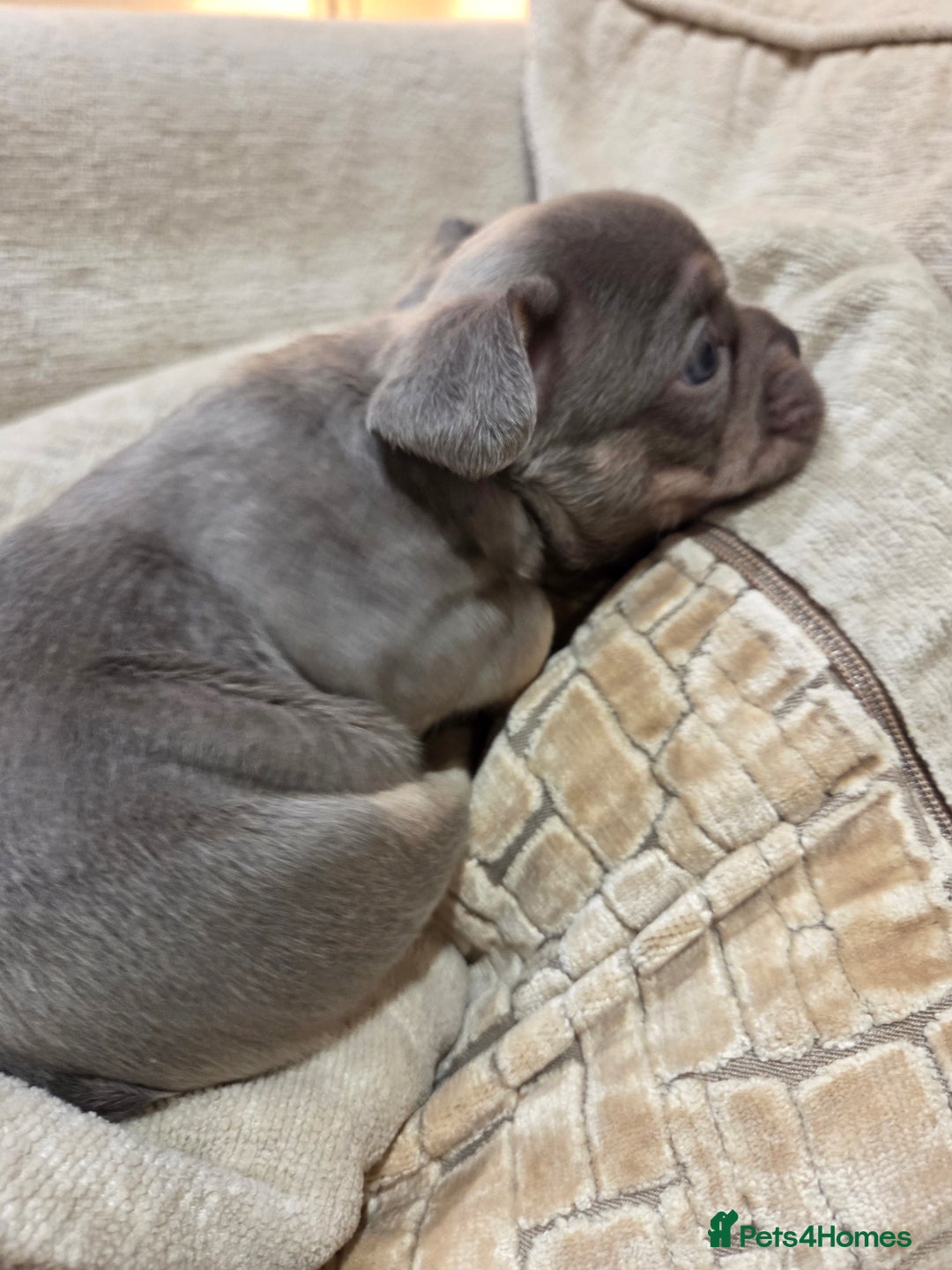 French Bulldog dogs for sale: Isabella & lilac & tan chunky frenchies - Advert 22