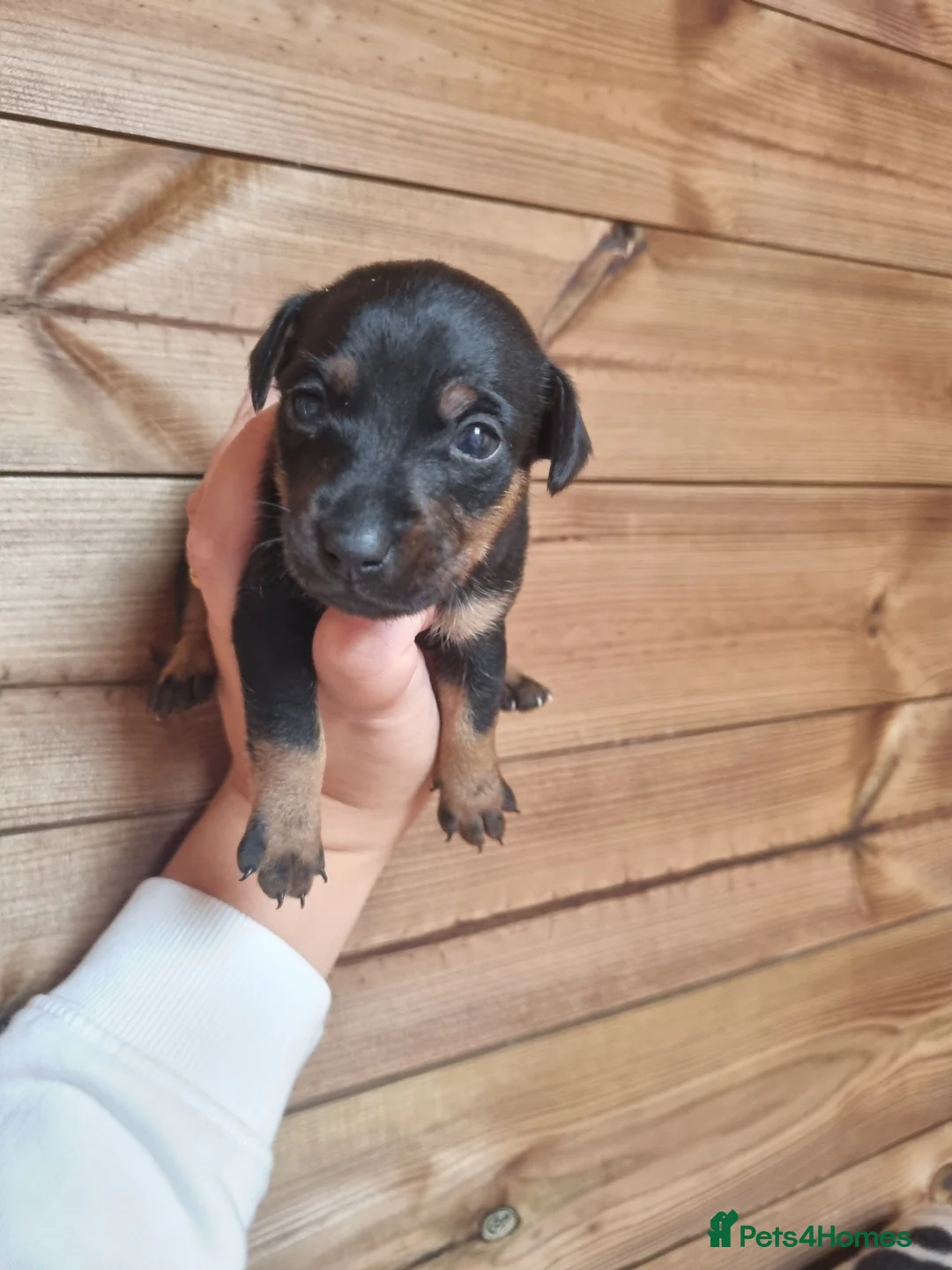 Jack Russell dogs for sale: Jack Russell litter - Advert 2