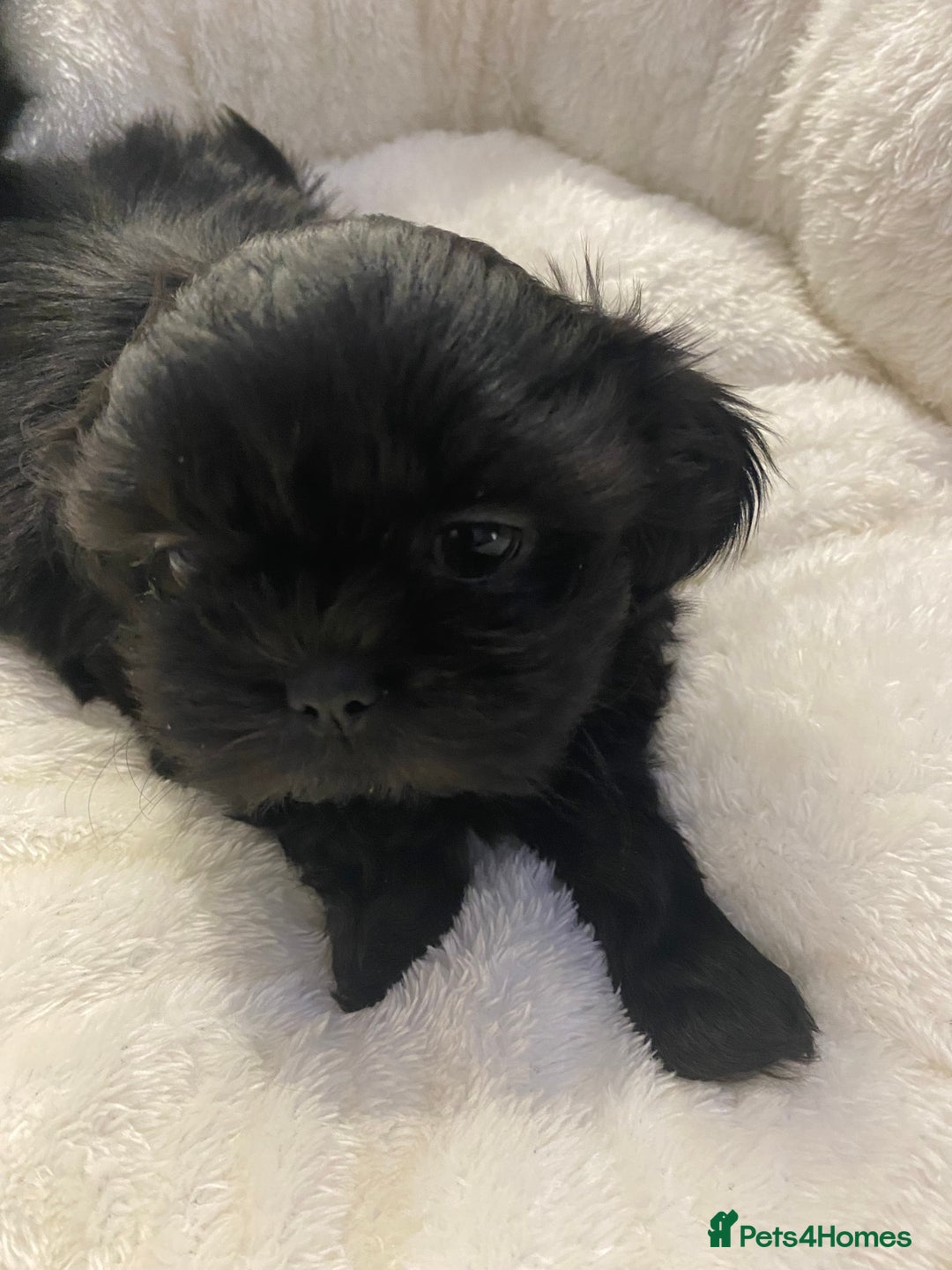 Shih Tzu dogs for sale: Imperial Shih Tzu three girls available - Advert 9