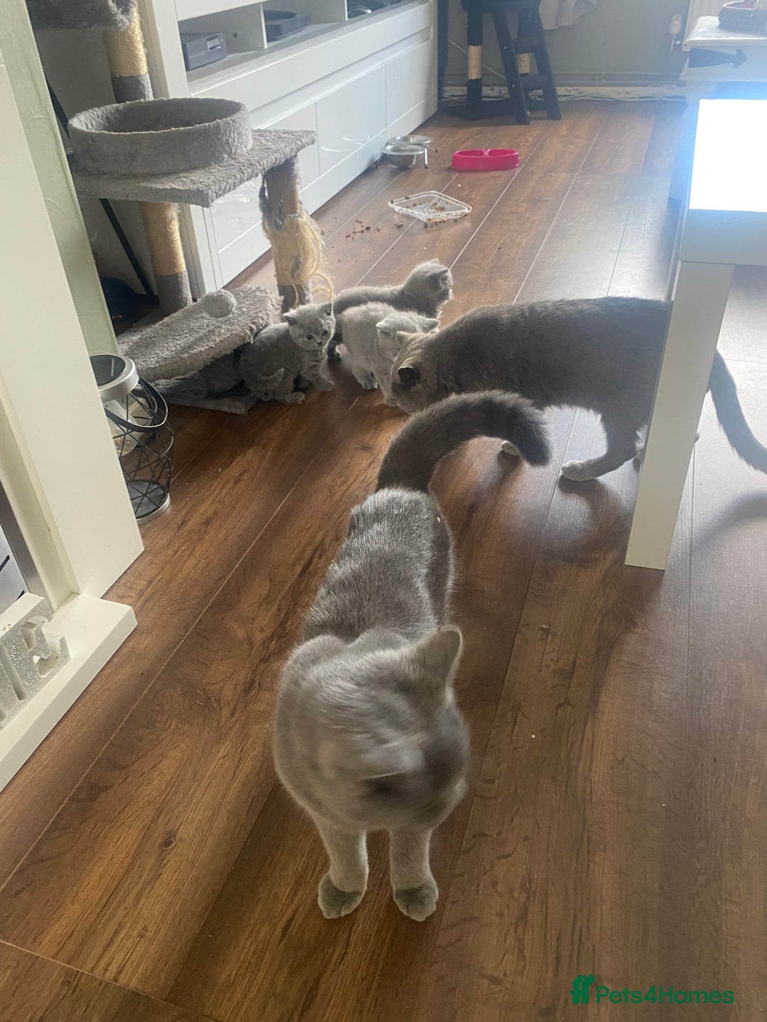 British Shorthair cats for sale: Full British blue shorthair  - Image 8
