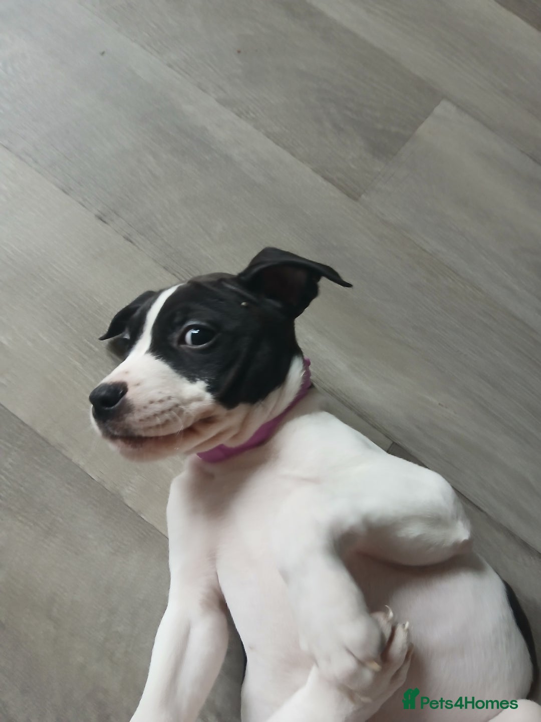 Mixed Breed dogs for sale: Puppies for sale  - Advert 11