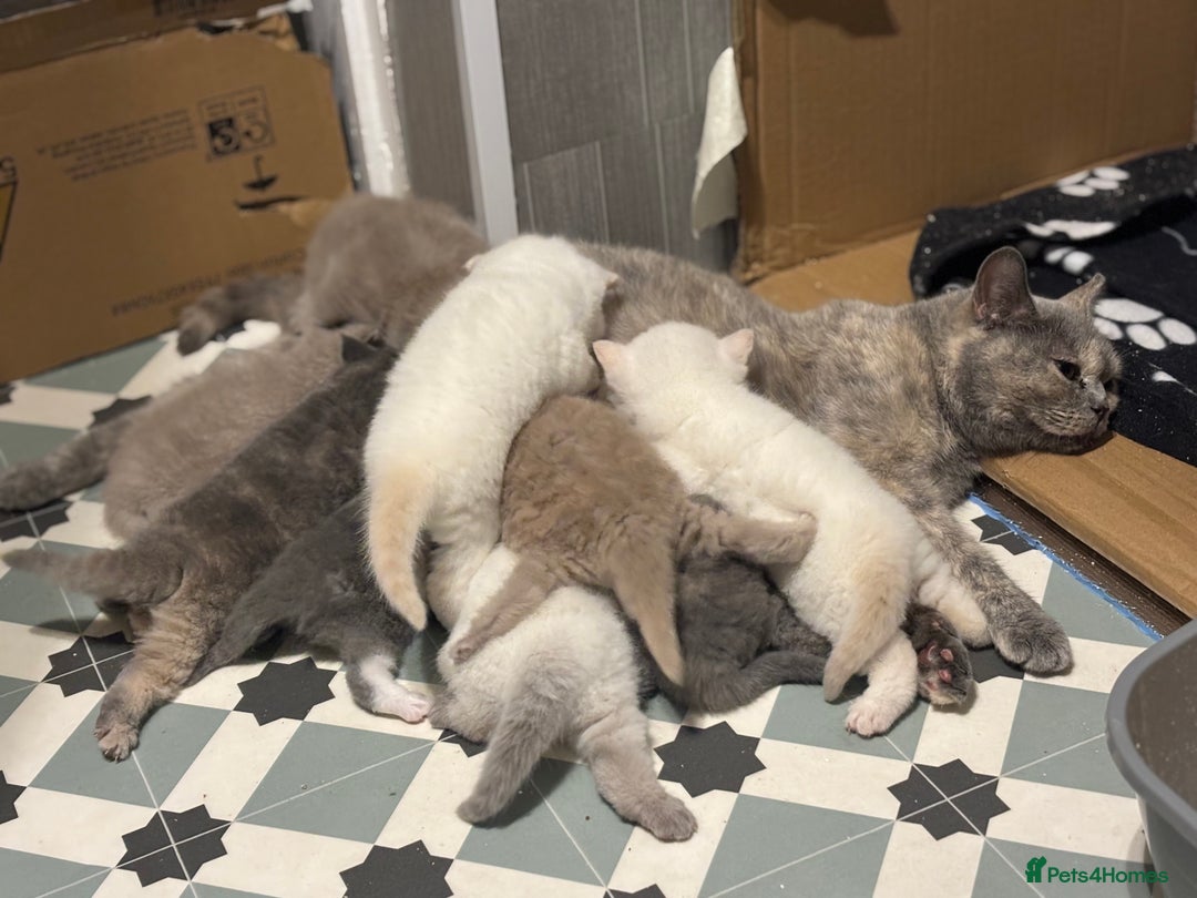 British Shorthair cats for sale: 2 LITTERS GCCF HEALTH TESTED BSH KITTENS - Image 15