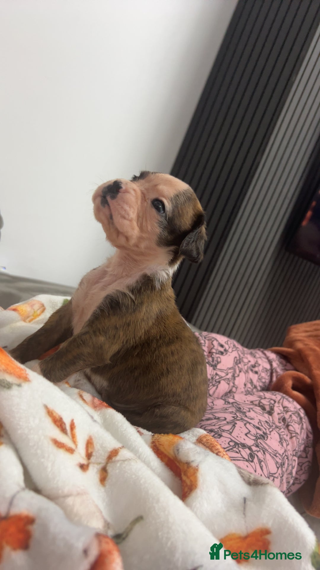 Boxer dogs for sale: Kc registered boxer puppies  - Advert 13