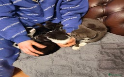 Mixed Breed cats for sale: Cute fluffy kittens black and white boys and girls - Image 10