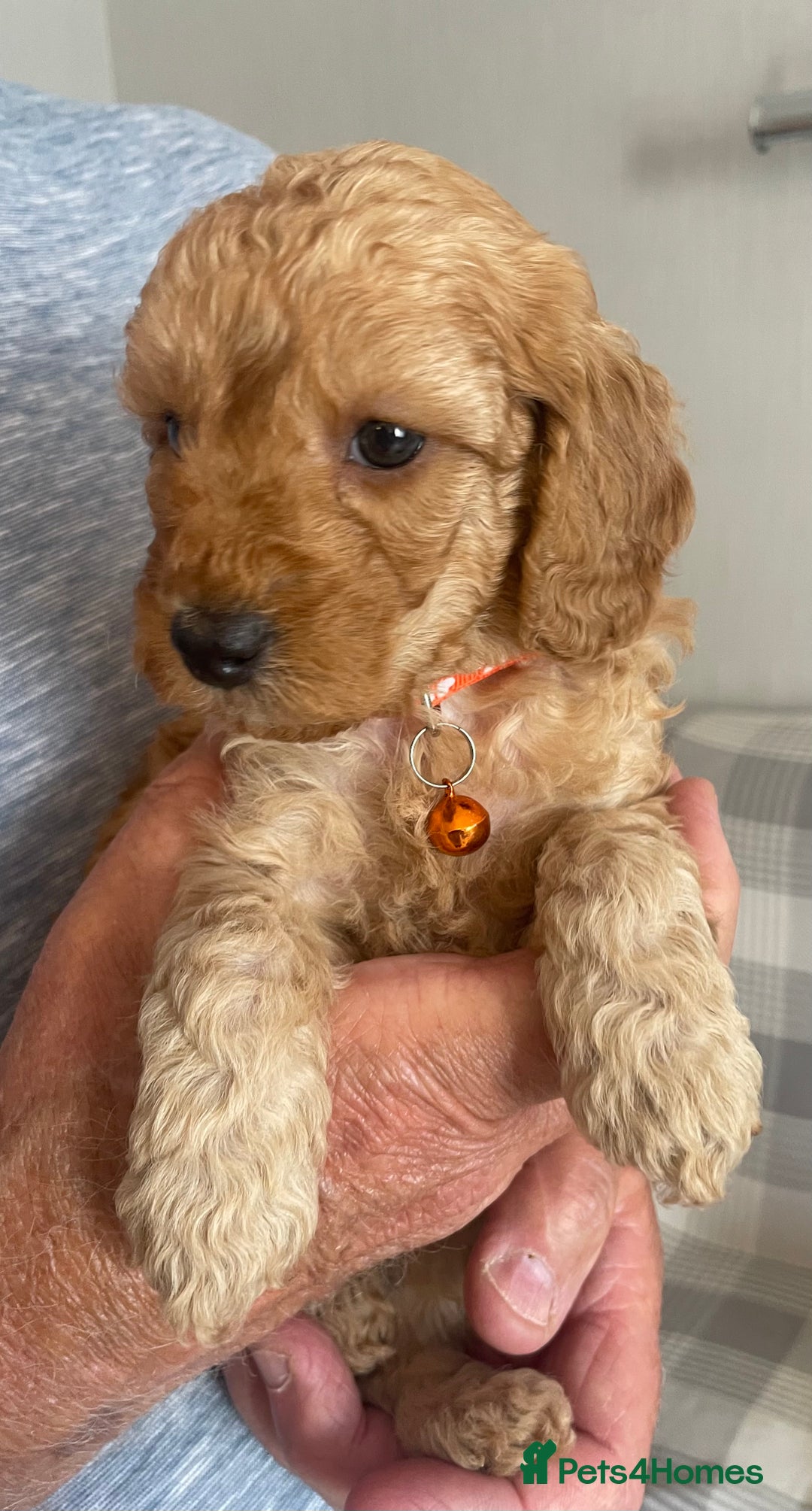 Cavapoo dogs for sale: Quality cavapoo puppies  - Image 3