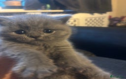 British Shorthair cats for sale: British blue shorthairs girls ready 10/8 - Image 9