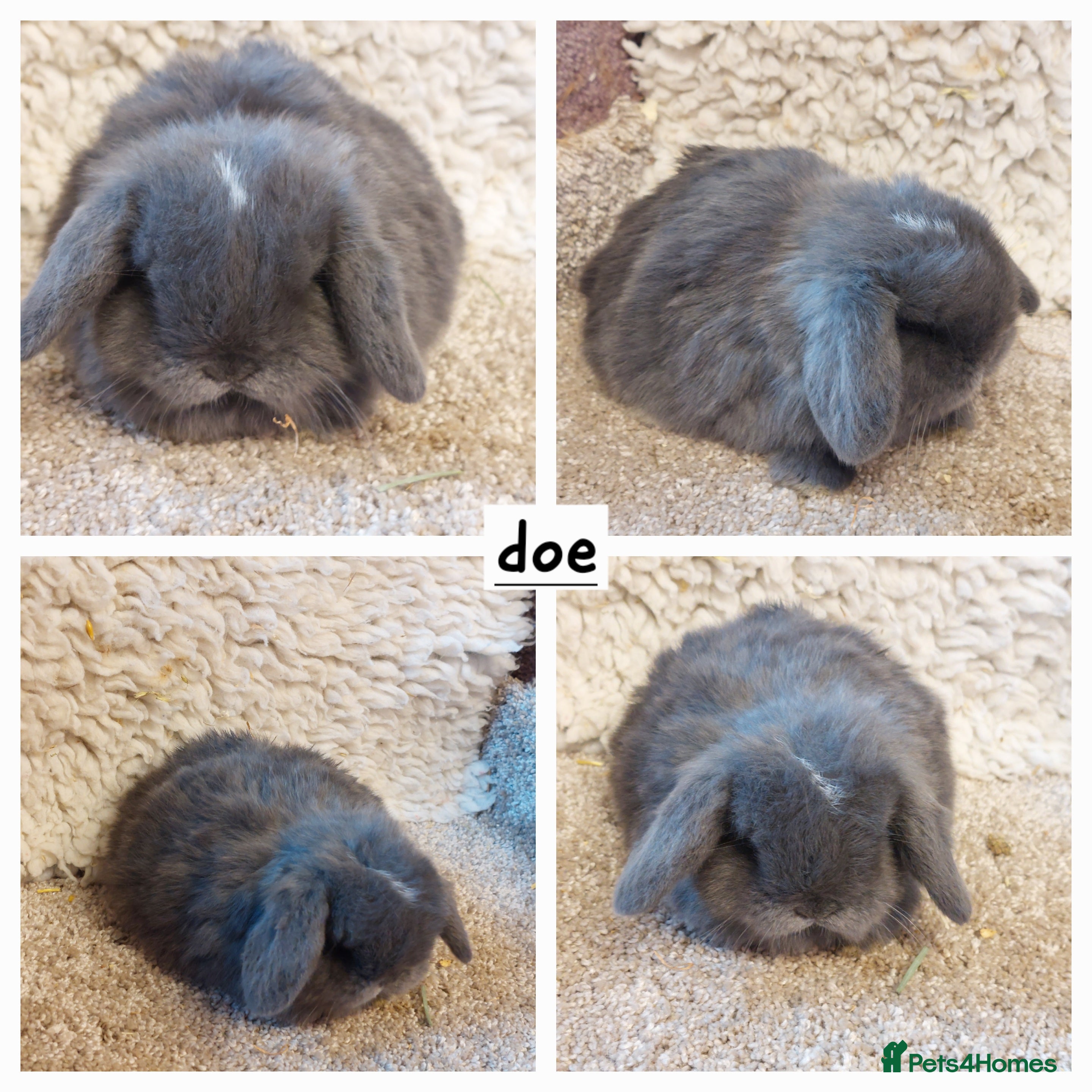 Mini Lop rabbits Minilop babys ready to reserve  - Advert 18