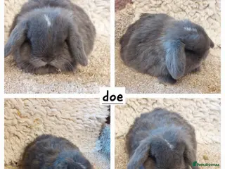 Mini Lop rabbits Minilop babys ready to reserve - Advert 18