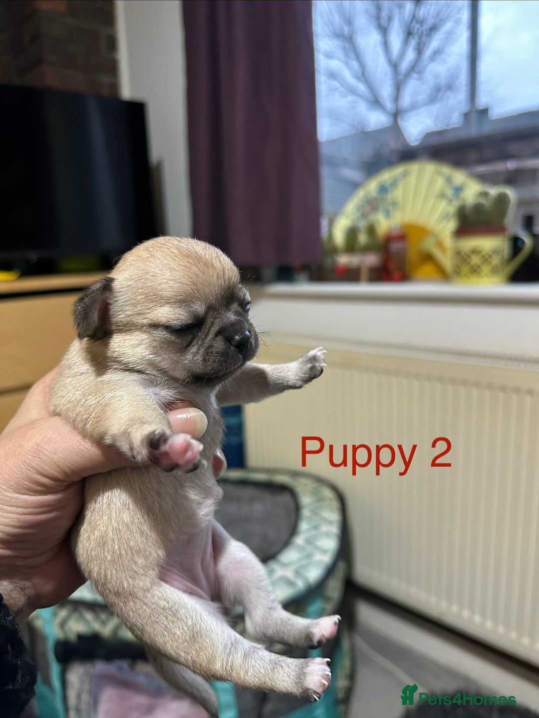 Chihuahua dogs for sale: Pure Chihuahua puppies  - Advert 7
